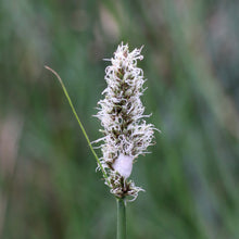 Load image into Gallery viewer, &lt;i&gt;Carex tereticaulis&lt;/i&gt; Basket Sedge Poong&#39;ort &lt;b&gt;Bellarine Provenance&lt;/b&gt;
