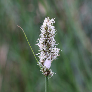 <i>Carex tereticaulis</i> Basket Sedge Poong'ort <b>Bellarine Provenance</b>