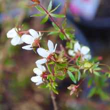 Load image into Gallery viewer, &lt;i&gt;Bauera rubioides&lt;/i&gt; Dog Rose &lt;b&gt;SE Melb Provenance&lt;/b&gt;
