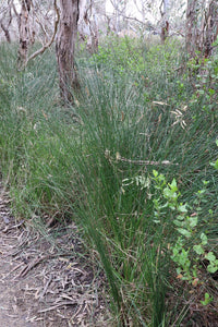 <i>Carex tereticaulis</i> Basket Sedge Poong'ort <b>Bellarine Provenance</b>