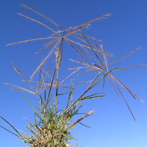 <i>Chloris truncata</i> Windmill Grass <b>Bellarine Provenance</b>