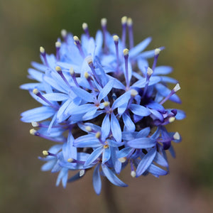 <i>Brunonia australis</i> Blue Pincushion <b>Bellarine & Surf Coast Provenance</b>