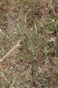 <i>Linum marginale</i> Native Flax <b>Bellarine Provence</b>