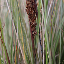 Load image into Gallery viewer, &lt;i&gt;Gahnia filum&lt;/i&gt; Chaffy Saw-sedge &lt;b&gt;Bellarine Provenance&lt;/b&gt;
