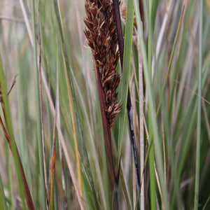 <i>Gahnia filum</i> Chaffy Saw-sedge <b>Bellarine Provenance</b>