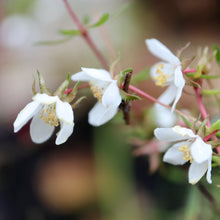 Load image into Gallery viewer, &lt;i&gt;Bauera rubioides&lt;/i&gt; Dog Rose &lt;b&gt;SE Melb Provenance&lt;/b&gt;
