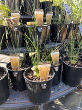 Load image into Gallery viewer, &lt;i&gt;Austrotipa stipoides&lt;/i&gt; Coast Spear Grass
