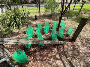 Plastic Plant Guard with 3 Bamboo stakes