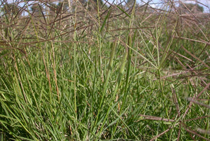 <i>Chloris truncata</i> Windmill Grass <b>Bellarine Provenance</b>