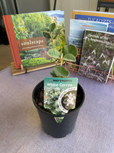 Load image into Gallery viewer, &lt;i&gt;Correa alba&lt;/i&gt; White Correa
