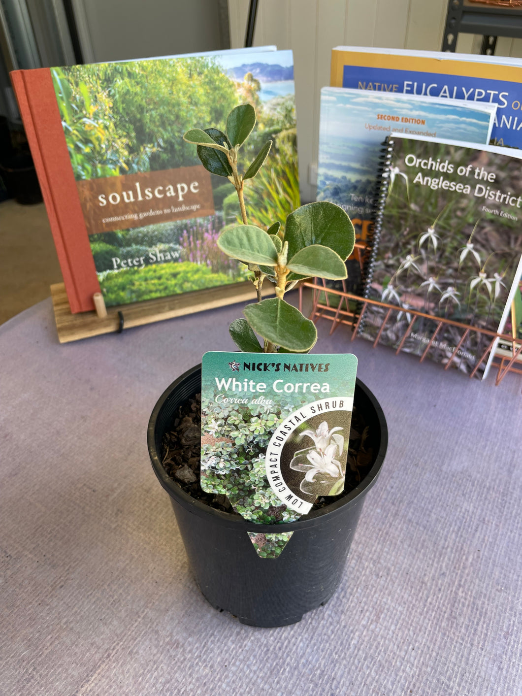 <i>Correa alba</i> White Correa