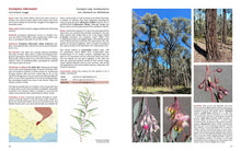 Load image into Gallery viewer, Native Eucalypts of Victoria and Tasmania, South-eastern Australia &lt;b&gt;Dean Nicolle&lt;/b&gt;

