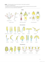 Load image into Gallery viewer, Illustrated Plant Glossary &lt;b&gt;Enid Mayfield&lt;/b&gt;
