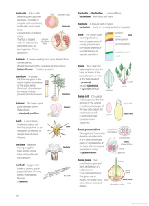 Illustrated Plant Glossary <b>Enid Mayfield</b>