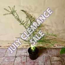 Load image into Gallery viewer, &lt;i&gt;Acacia acinacea&lt;/i&gt; Gold Dust Wattle &lt;b&gt;Bellarine Provenance&lt;/b&gt;
