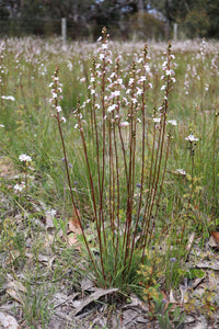 <i>Stylidium graminifolium</i> Grass-leaved Triggerplant <b>Surf Coast Provenance</b>
