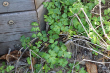 Load image into Gallery viewer, &lt;i&gt;Apium prostratum var. filiforme&lt;/i&gt; Sea Celery &lt;b&gt;Bellarine Provenance&lt;/b&gt;
