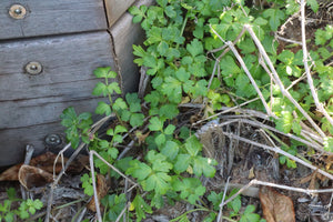 <i>Apium prostratum var. filiforme</i> Sea Celery <b>Bellarine Provenance</b>