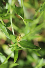 Load image into Gallery viewer, &lt;i&gt;Opercularia varia&lt;/i&gt; (Variable stinkweed)
