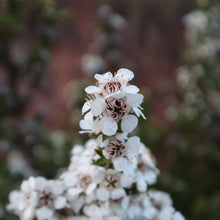 Load image into Gallery viewer, &lt;i&gt;Leptospermum continentale&lt;/i&gt; Prickly Teatree
