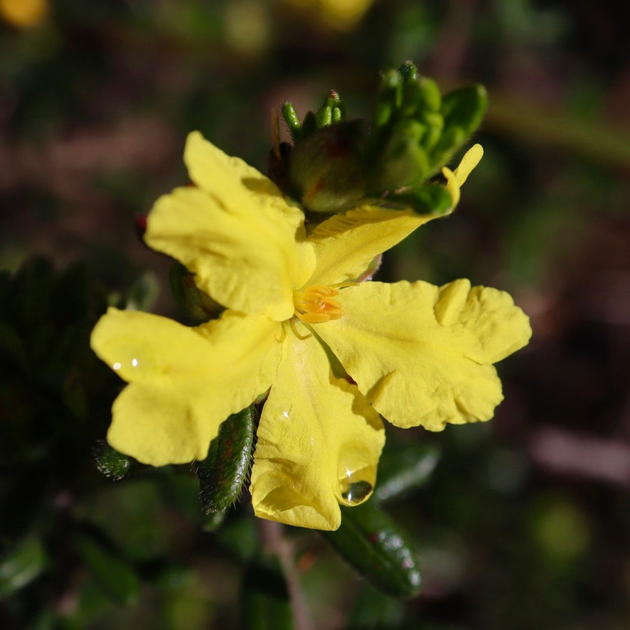 <i>Hibbertia sericea var. sericea</i> Silky Guinea-flower