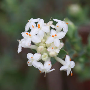 <i>Pimelea glauca</i> Smooth Rice-flower