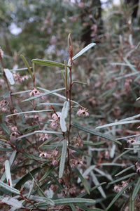 <i>Lasiopetalum baueri</i> Slender velvet bush <b>Bellarine</b>