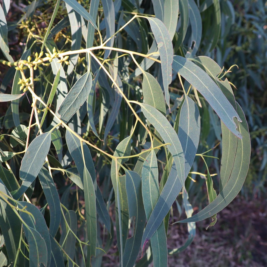 <i>Eucalyptus viminalis ssp. pryoriana </i> Coast Manna Gum