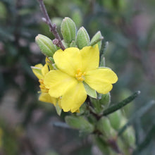 Load image into Gallery viewer, &lt;i&gt;Hibbertia riparia&lt;/i&gt; Erect Guinea-flower
