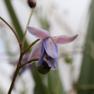<i>Dianella longifolia</i> Pale Flax-Lily