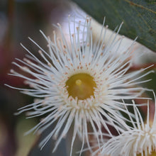 Load image into Gallery viewer, &lt;i&gt;Eucalyptus leucoxylon ssp. bellarinensis&lt;/i&gt; Bellarine Yellow Gum
