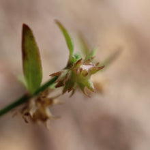 Load image into Gallery viewer, &lt;i&gt;Opercularia varia&lt;/i&gt; (Variable stinkweed)
