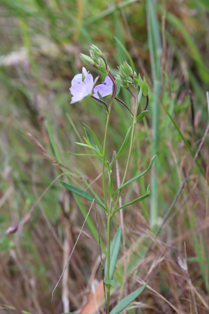 Veronica gracilis Slender Speedwell – Nick's Natives