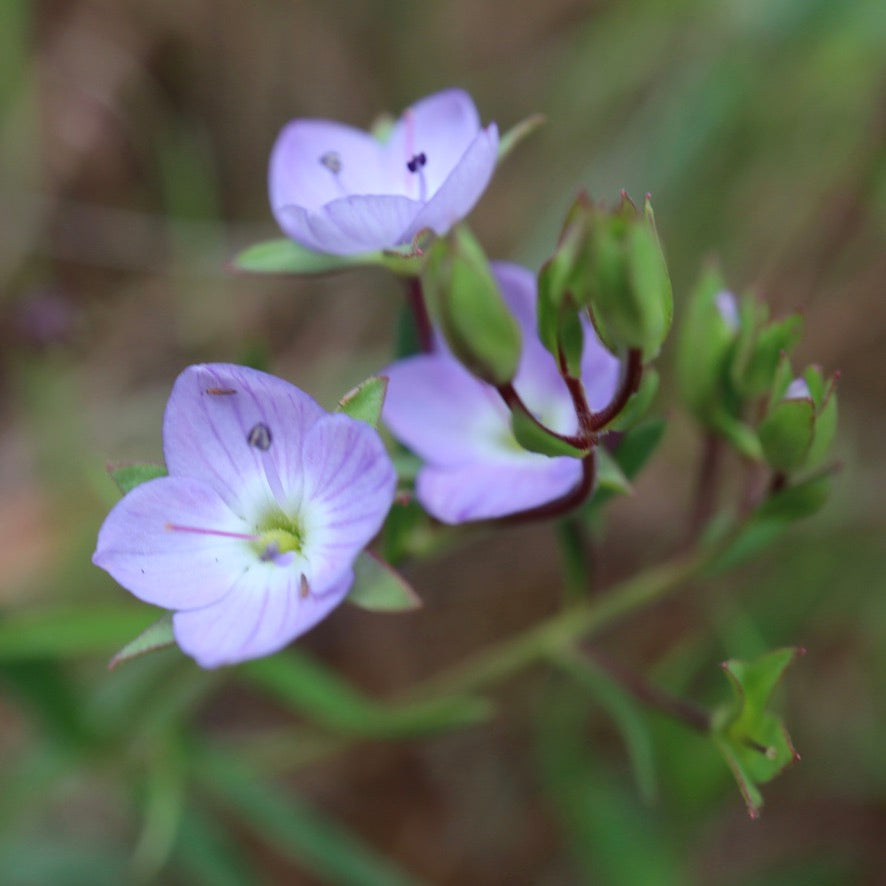 Veronica gracilis Slender Speedwell – Nick's Natives