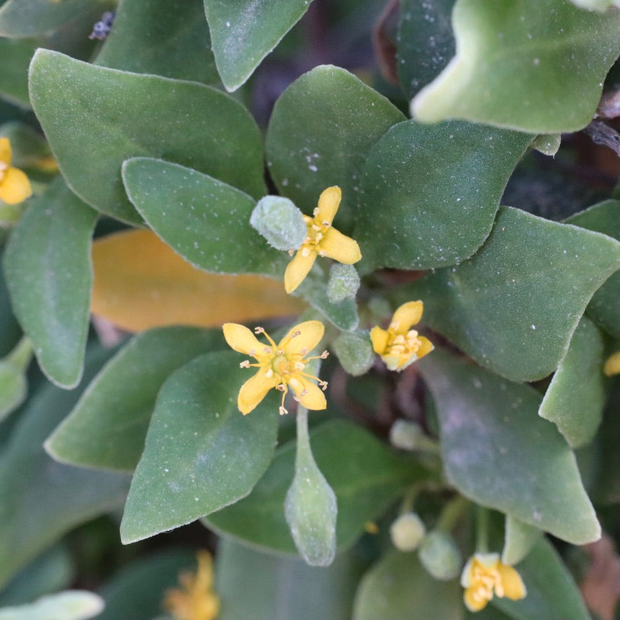 tetragonia succulent Tetragonia implexicoma – Nick's Natives
