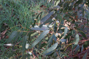 <i>Eucalyptus leucoxylon ssp. bellarinensis</i> Bellarine Yellow Gum