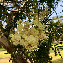 Load image into Gallery viewer, &lt;i&gt;Acacia mearnsii&lt;/i&gt; Black Wattle
