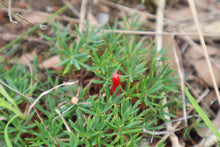 Load image into Gallery viewer, &lt;i&gt;Styphelia humifusa&lt;/i&gt; Cranberry Heath
