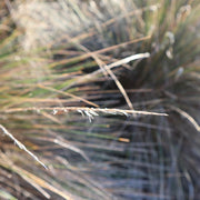 Austrotipa stipoides Coast Spear Grass