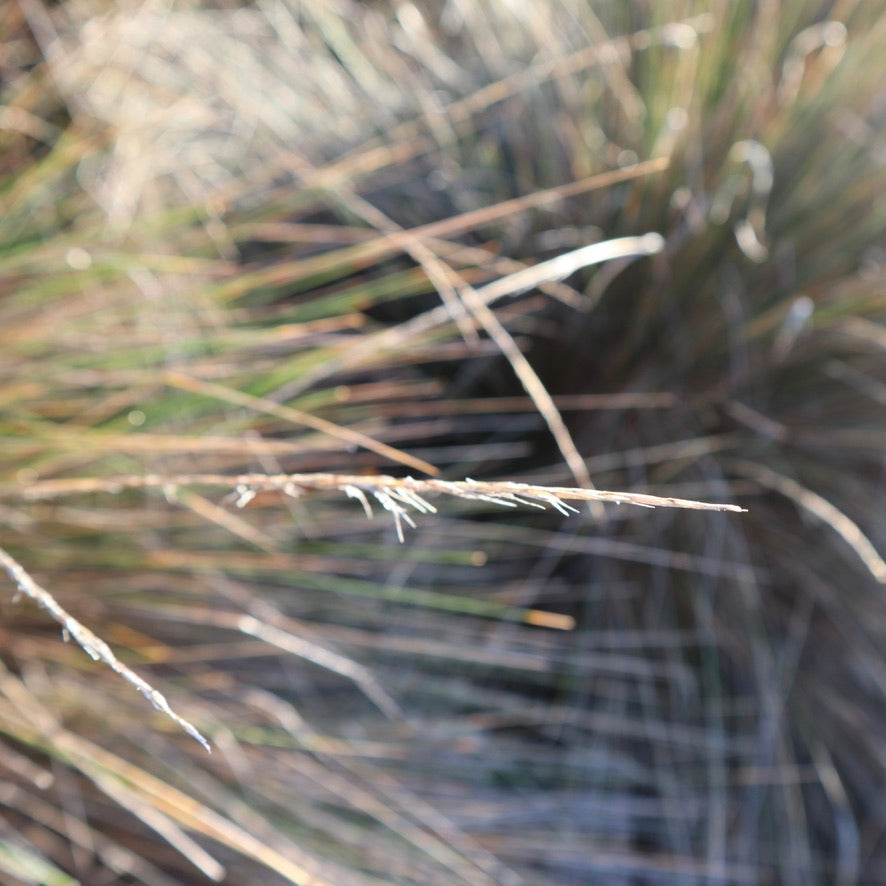<i>Austrotipa stipoides</i> Coast Spear Grass