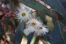 Load image into Gallery viewer, &lt;i&gt;Eucalyptus leucoxylon ssp. bellarinensis&lt;/i&gt; Bellarine Yellow Gum

