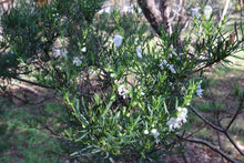 Load image into Gallery viewer, &lt;i&gt;Prostanthera nivea&lt;/i&gt; Snowy Mint-bush &lt;b&gt;White&lt;/b&gt;
