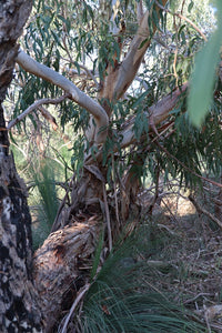 <i>Eucalyptus viminalis ssp. pryoriana </i> Coast Manna Gum