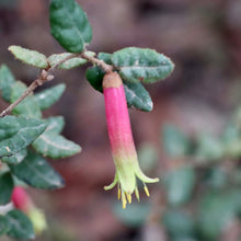 Load image into Gallery viewer, &lt;i&gt;Correa reflexa var. reflexa&lt;/i&gt; Common Correa Red
