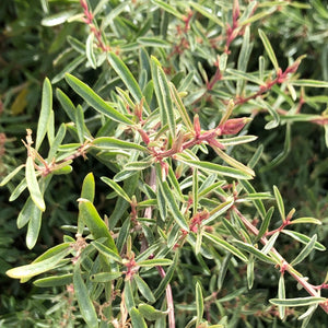 <i>Atriplex paludosa ssp. paludosa</i> Marsh Saltbush