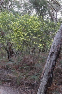 <i>Acacia verniciflua</i> Varnish Wattle