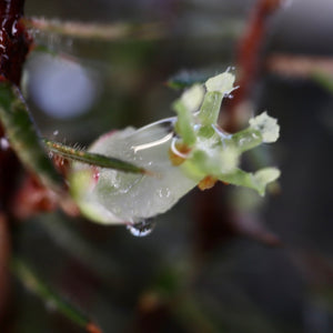 <i>Acrotriche serrulata</i> Honey Pots