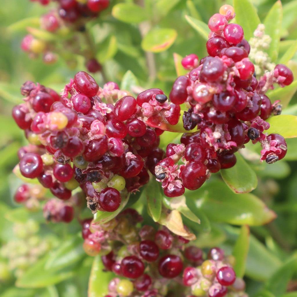 <i>Rhagodia candolleana ssp. candolleana</i> Seaberry Saltbush