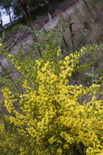 Load image into Gallery viewer, &lt;i&gt;Acacia acinacea&lt;/i&gt; Gold Dust Wattle
