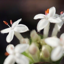 Load image into Gallery viewer, &lt;i&gt;Pimelea humilis&lt;/i&gt; Common Rice-flower
